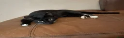 Mixed Breed cats for adoption: VIXEN - Advert 5