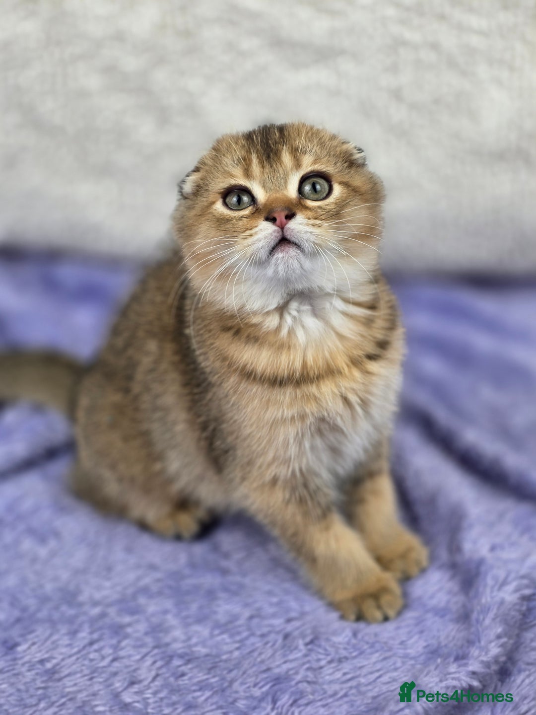 Scottish Fold cats for sale: STUNNING TICA REGISTERED SCOTTISH BABIES  - Advert 6