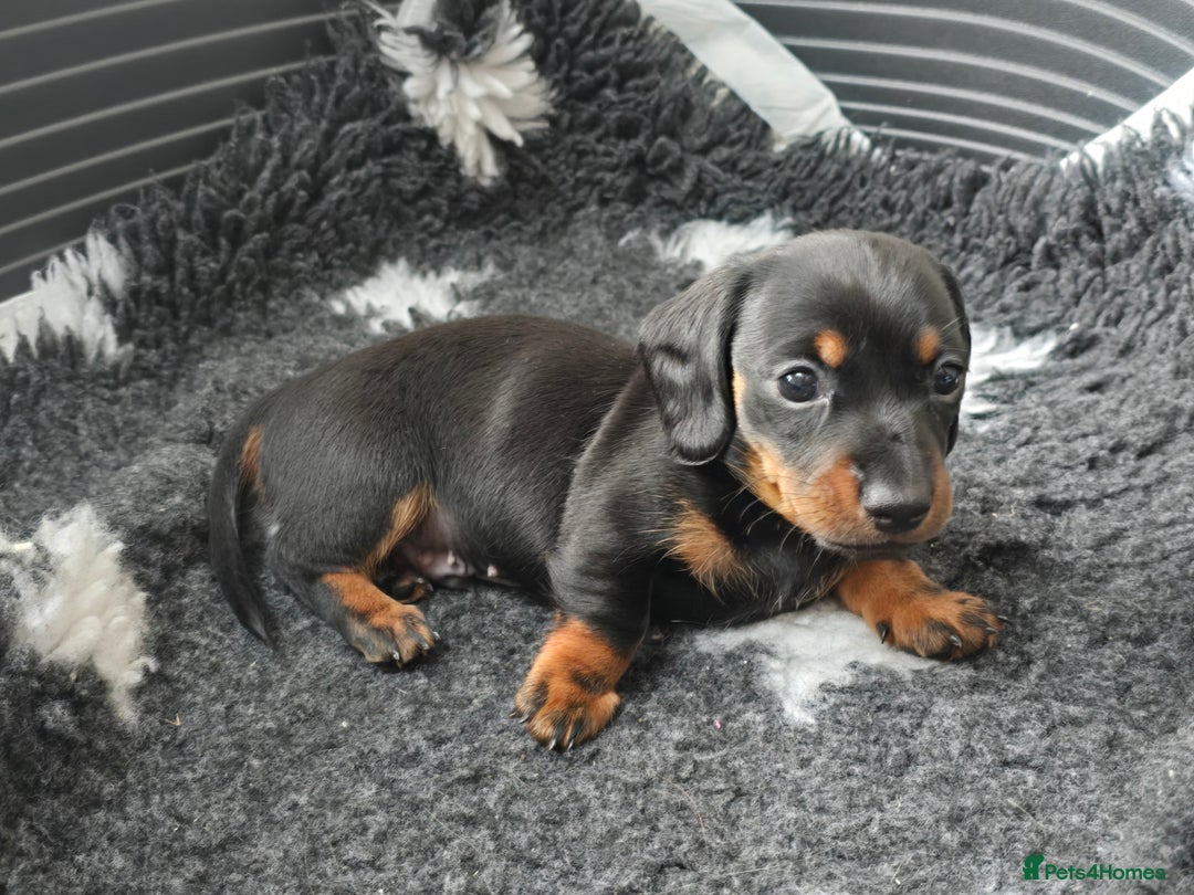 Miniature Dachshund dogs for sale: KC Miniature Dachshund Pups  - Image 9