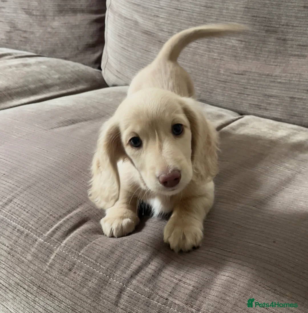 Miniature Dachshund dogs for sale: Chocolate based ee L/H Miniature Dachshund - Advert 1