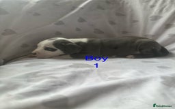 Mixed Breed dogs for sale: Beautiful staffie cross bullmastiff puppies  - Image 3