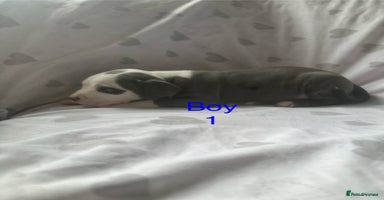 Mixed Breed dogs - Advert 3