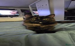 Maine Coon cats for sale: Amazing tortie Mainecoons REDUCED! - Image 1