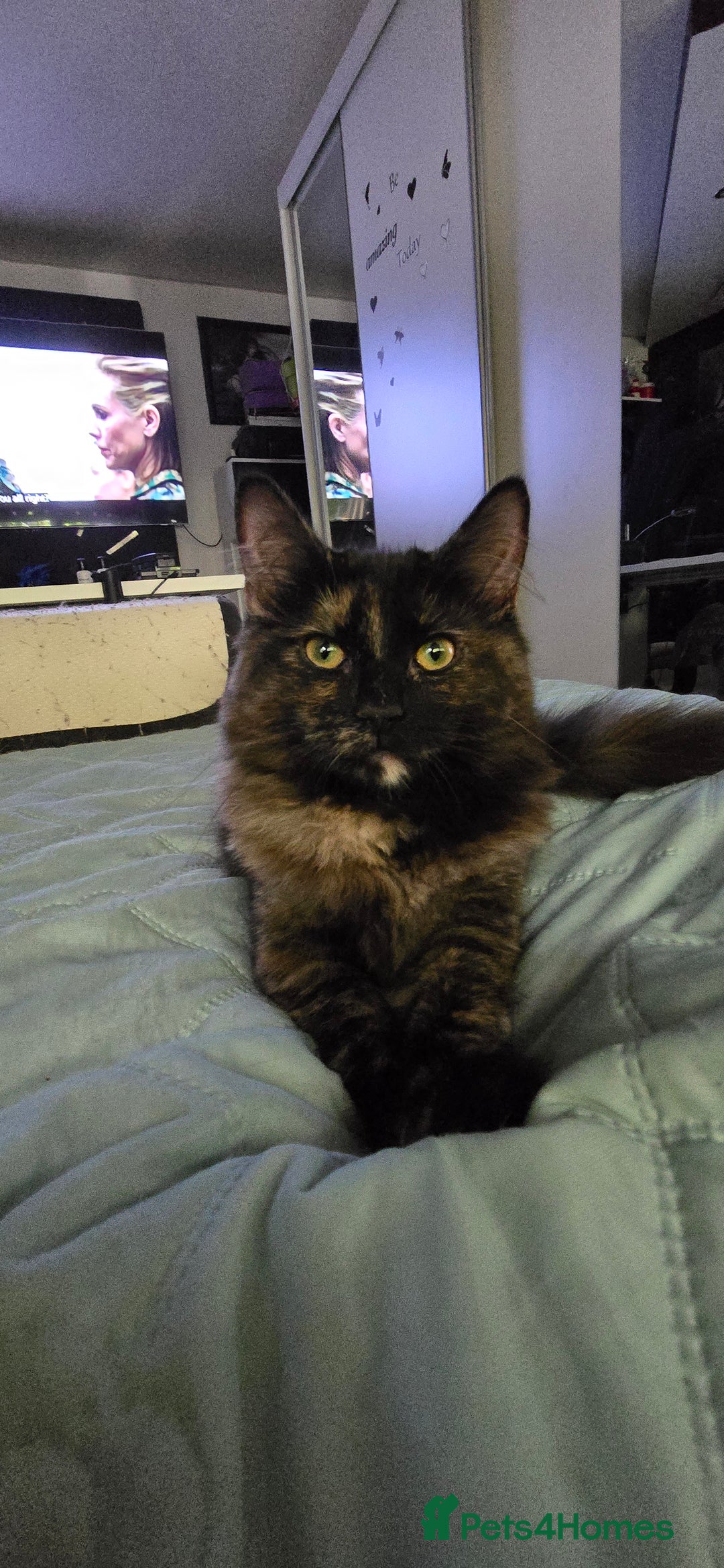 Maine Coon cats for sale: Amazing tortie Mainecoons REDUCED! - Image 1