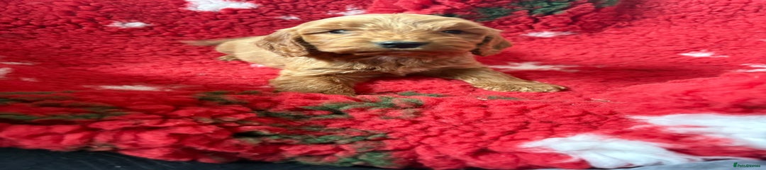 Cockapoo Puppy 2