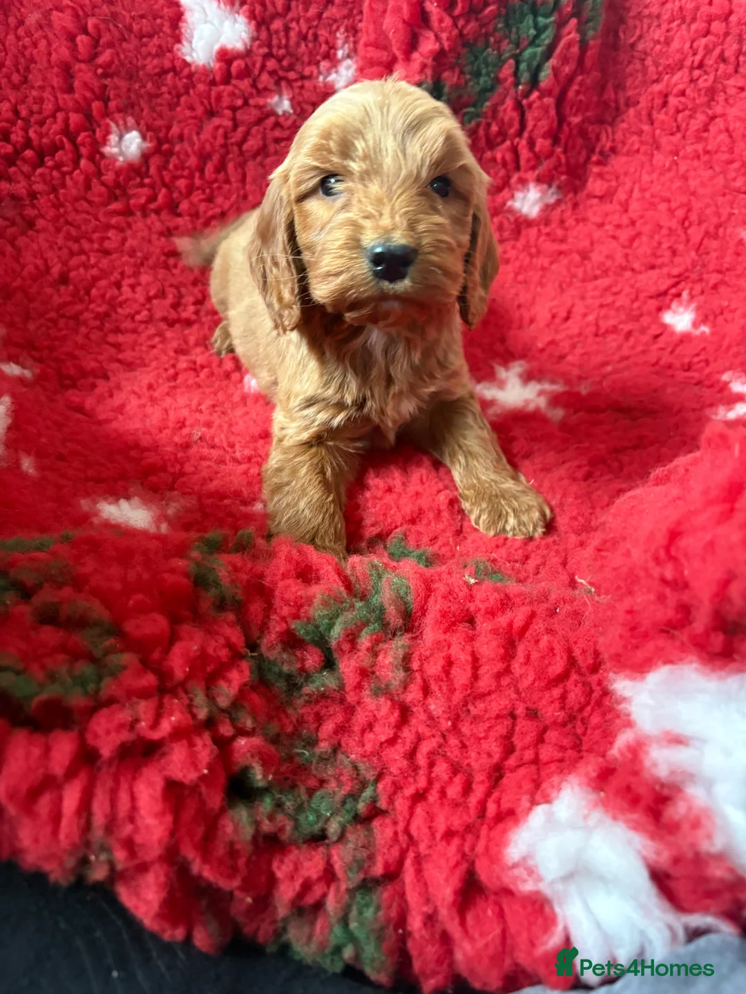Cockapoo dogs for sale:  one gold girl available  - Advert 10