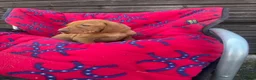 Hungarian Vizsla dogs for sale: Outstanding Kc registered Hungarian vizsla - Advert 15