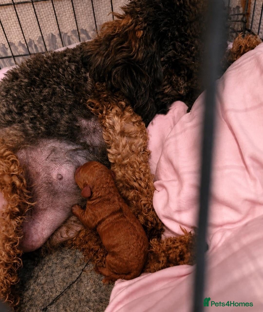 Cavapoo dogs Extensively health tested F1 Cavapoos - Advert 1