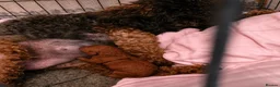 Cavapoo dogs for sale: Extensively health tested F1 Cavapoos - Advert 1