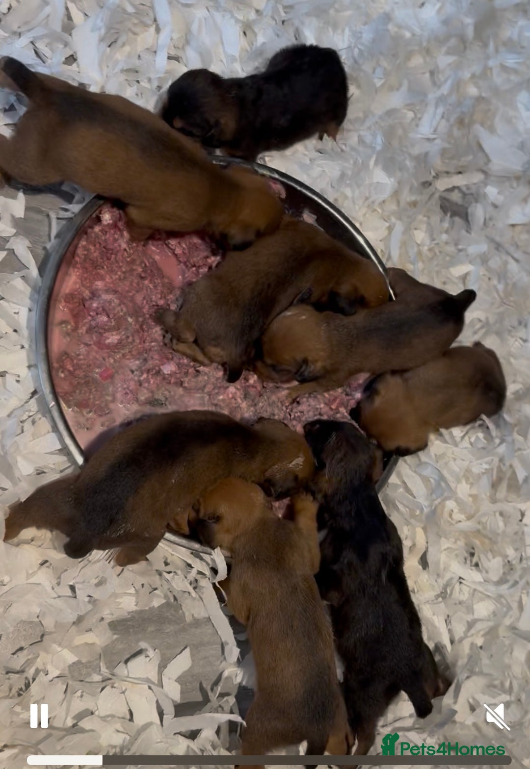 Lakeland Terrier dogs for sale: Lakeland terrier puppies  - Image 1