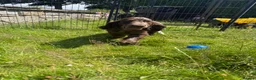 Cocker Spaniel dogs for sale: Wilson KC Registered Looking For Forever Home - Advert 2
