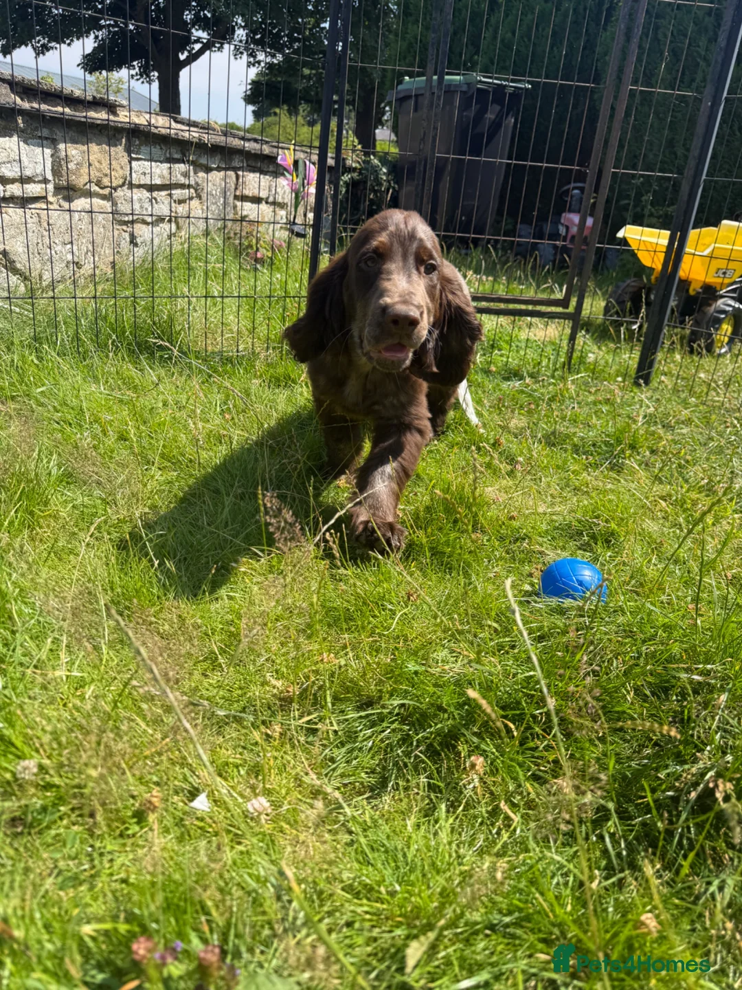 Cocker Spaniel dogs for sale: Wilson KC Registered Looking For Forever Home - Advert 2