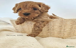 Cavapoo dogs for sale: Adorable F1b Cavapoo Puppies Ready from 20th Sept - Image 3