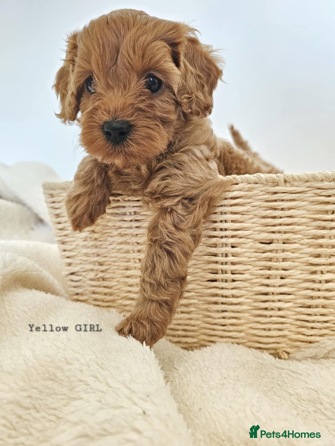 Cavapoo dogs for sale: Adorable F1b Cavapoo Puppies Ready from 20th Sept - Image 3