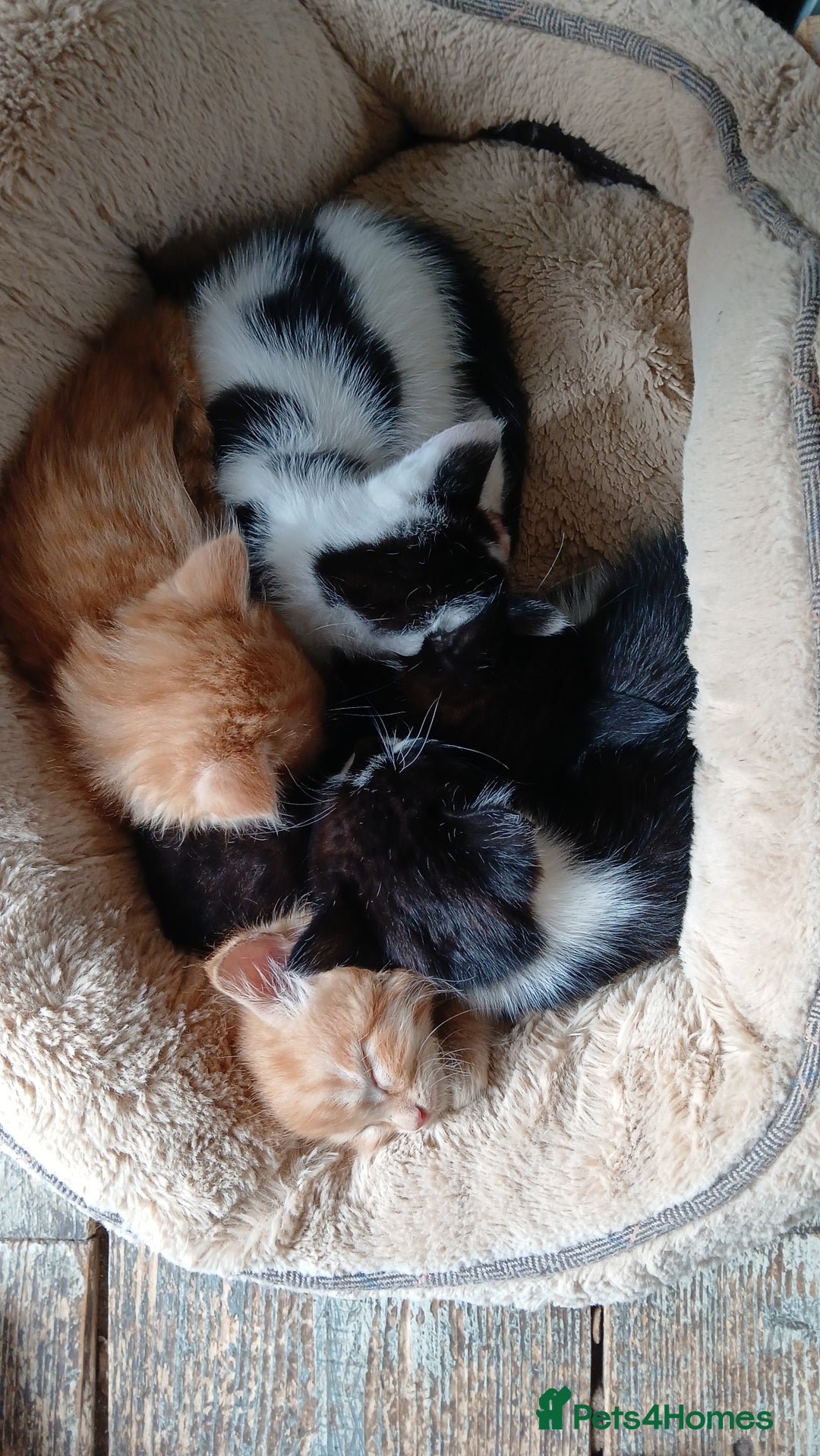 British Shorthair cats for sale: Kittens ready for new homes - Image 4
