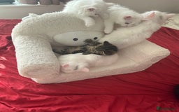 Mixed Breed cats for sale: 4 beautiful kitten - Image 26