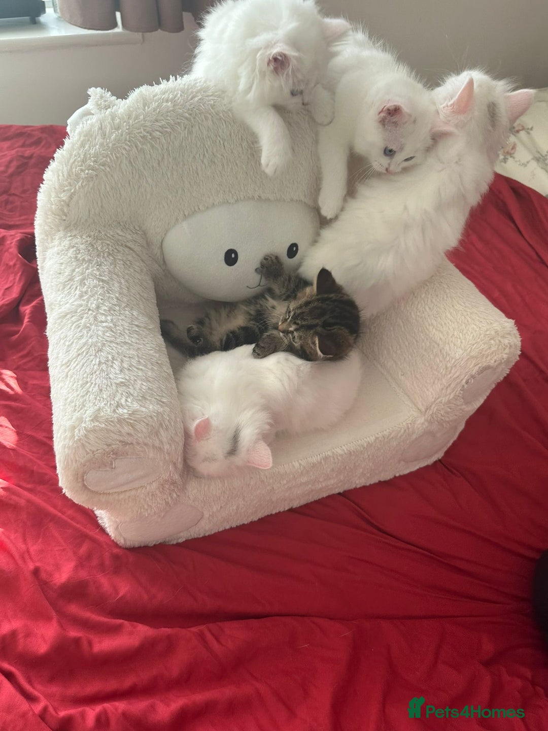 Mixed Breed cats for sale: 4 beautiful kitten - Image 26