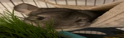 Chinchilla rodents for sale: Beautiful and friendly female Chinchilla   in Melton Mowbray - Advert 4