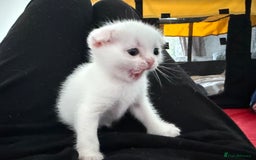 Scottish Fold cats for sale: 3 purring lovebugs - Image 4