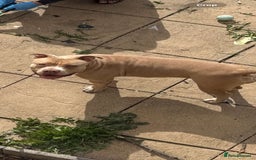 American Bully dogs for sale: Pocket bully for sale! - Image 6