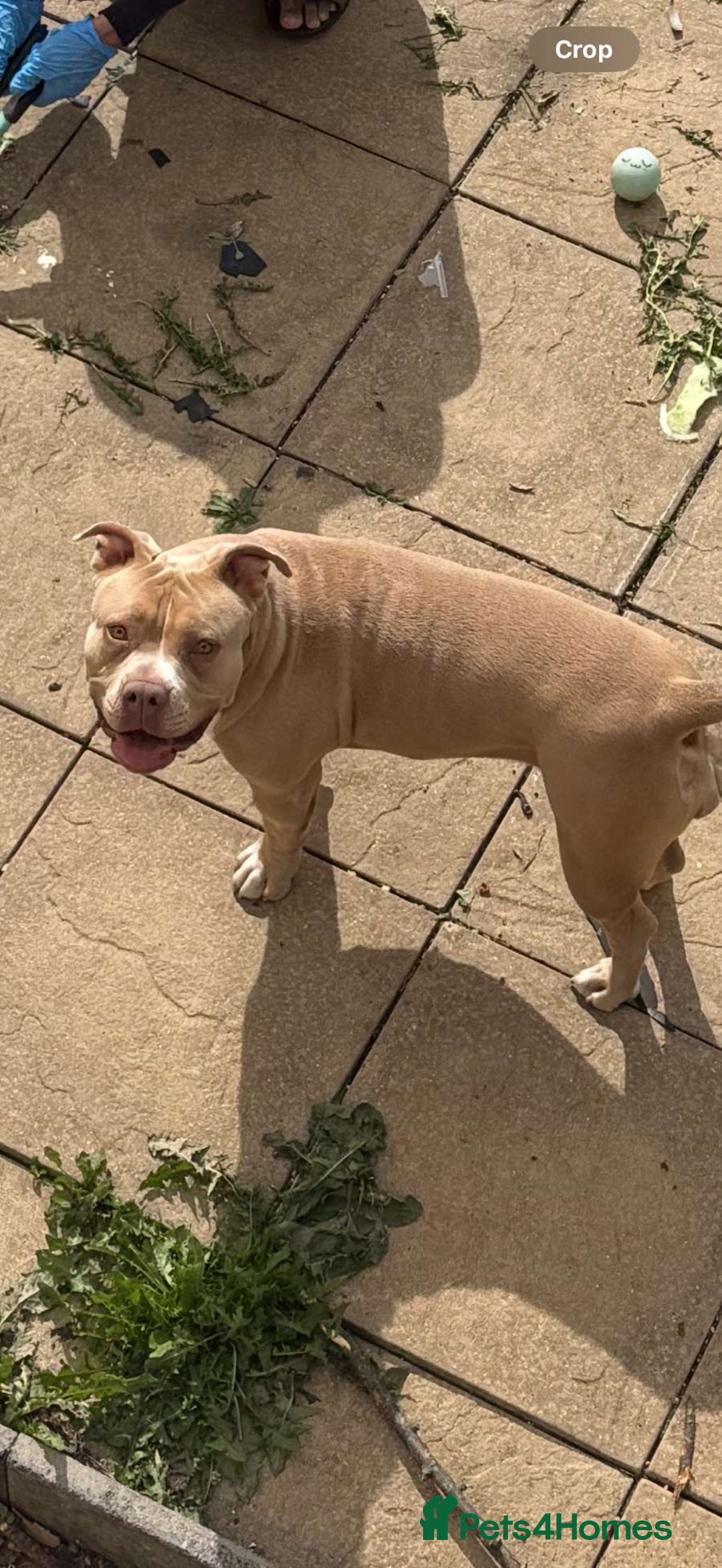 American Bully dogs for sale: Pocket bully for sale! - Image 6