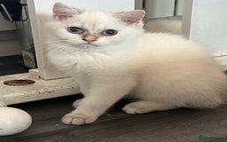 British Shorthair cats for sale: Beautiful golden white British short hair  - Image 17