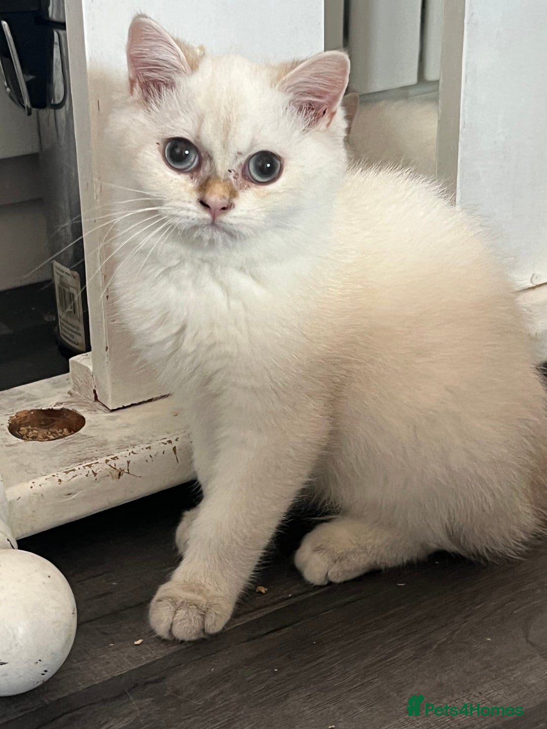 British Shorthair cats for sale: Beautiful golden white British short hair  - Image 17