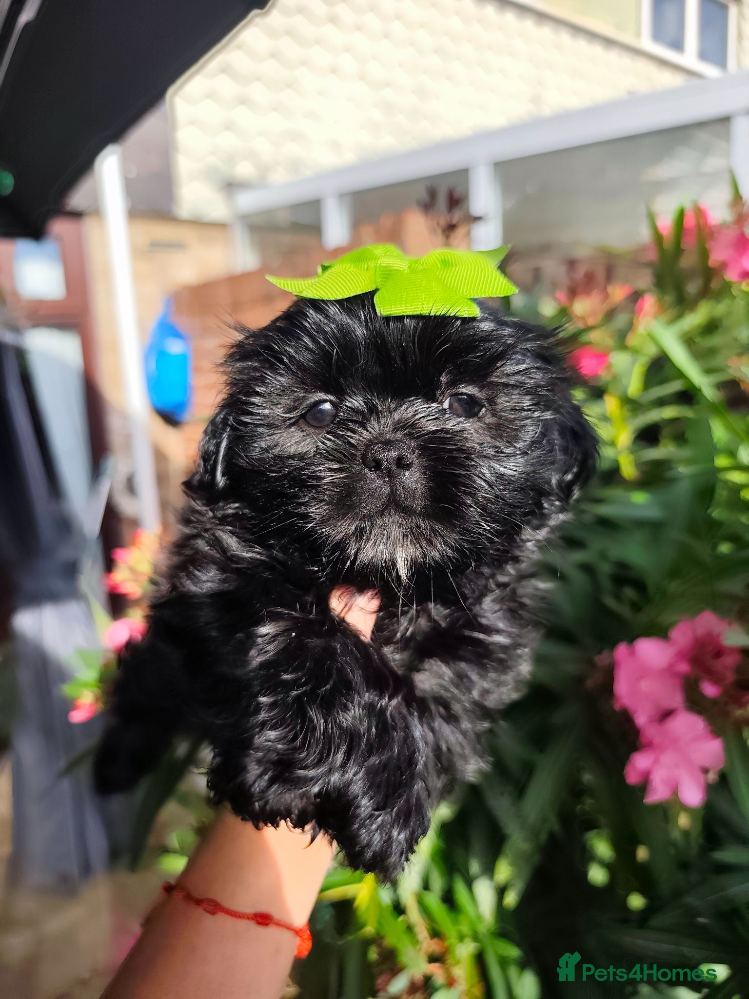 Shih Tzu dogs Shih tzu puppies last boy Redy Now - Advert 1