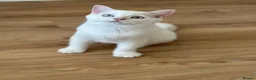 British Shorthair cats for sale: Blue Golden colorpoint 🐱😊🐱 - Advert 5