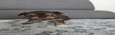 Chihuahua Puppy 3