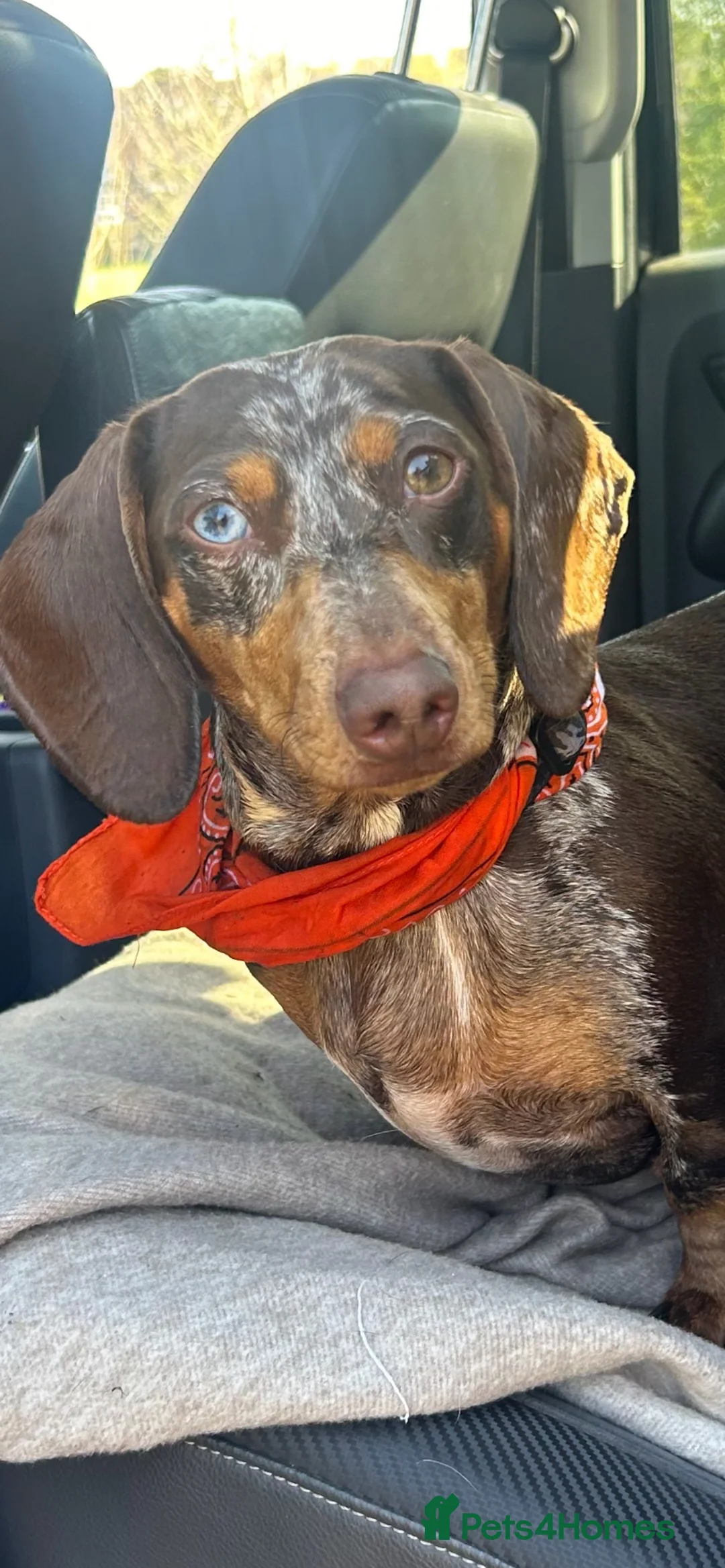 Miniature Dachshund dogs for sale: STUNNING Mini Dachs 🩶 🤎 - Advert 1
