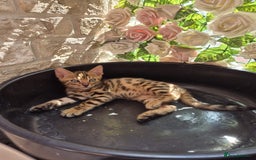Bengal cats for sale:  🐾Four Beautiful Bengal Kittens🐾 - Image 27