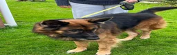German Shepherd dogs for sale: Bear is his name in Salisbury - Advert 3