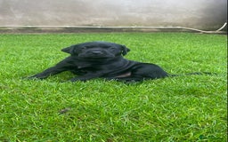 Labrador Retriever dogs for sale: Beautiful Labrador Puppies – 5 Girls & 3 Boys - Image 12