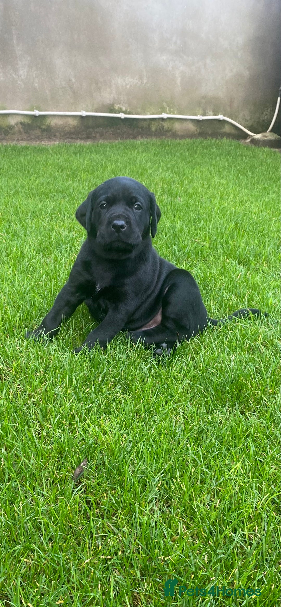 Labrador Retriever dogs for sale: Beautiful Labrador Puppies – 5 Girls & 3 Boys - Image 12