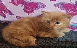 British Longhair cats for sale: 3 longhaired ginger kittens  - Image 3