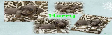 Dachshund Puppy 3