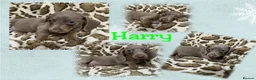 Dachshund dogs for sale: 🩷Amazing dachshund puppies🩷 - Advert 30