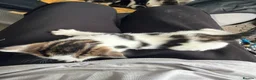 Mixed Breed cats for sale: Kittens  - Advert 6