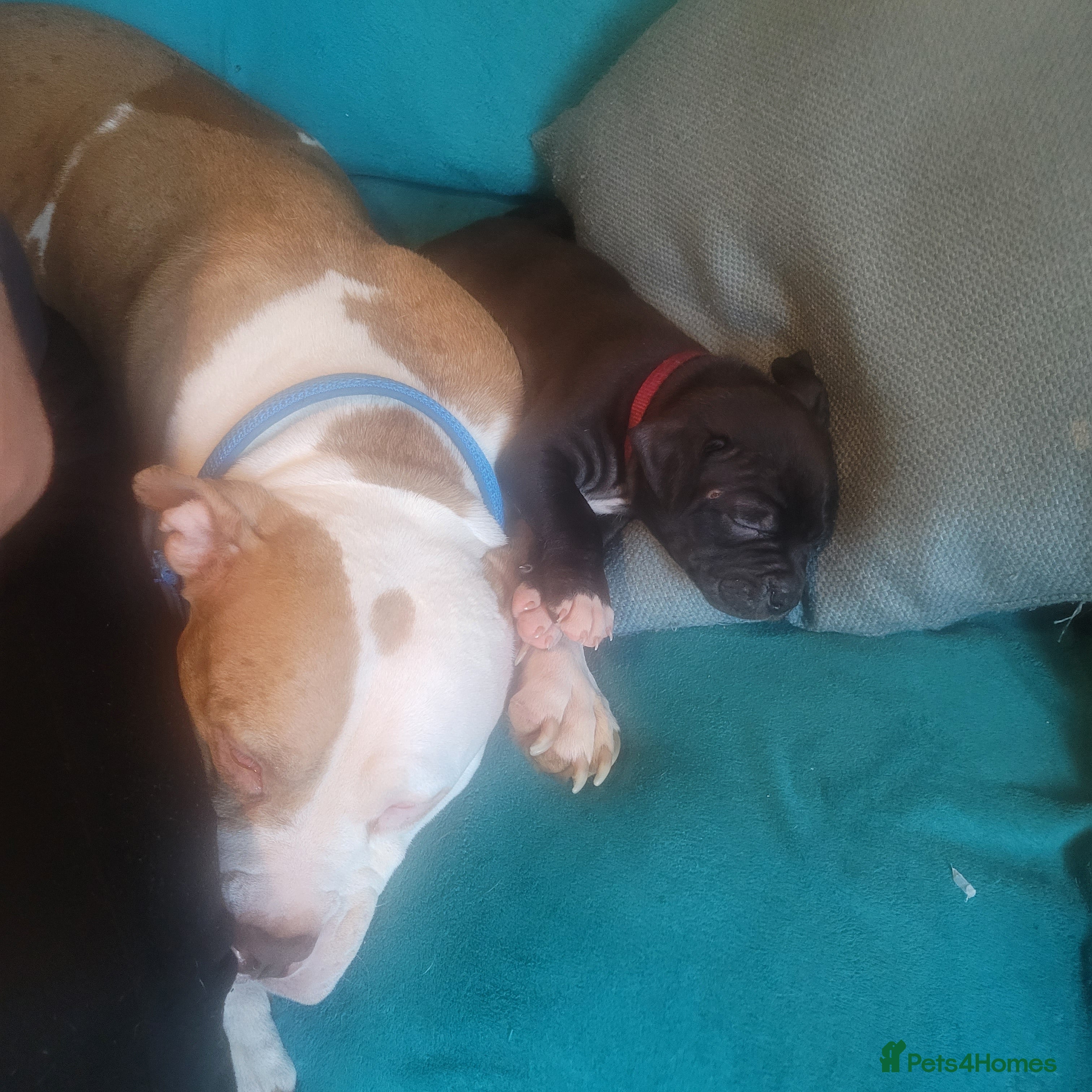 Mixed Breed dogs  American Bulldog cross Mastiff puppies - Advert 2