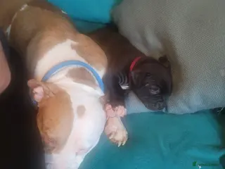 Mixed Breed dogs American Bulldog cross Mastiff puppies - Advert 2