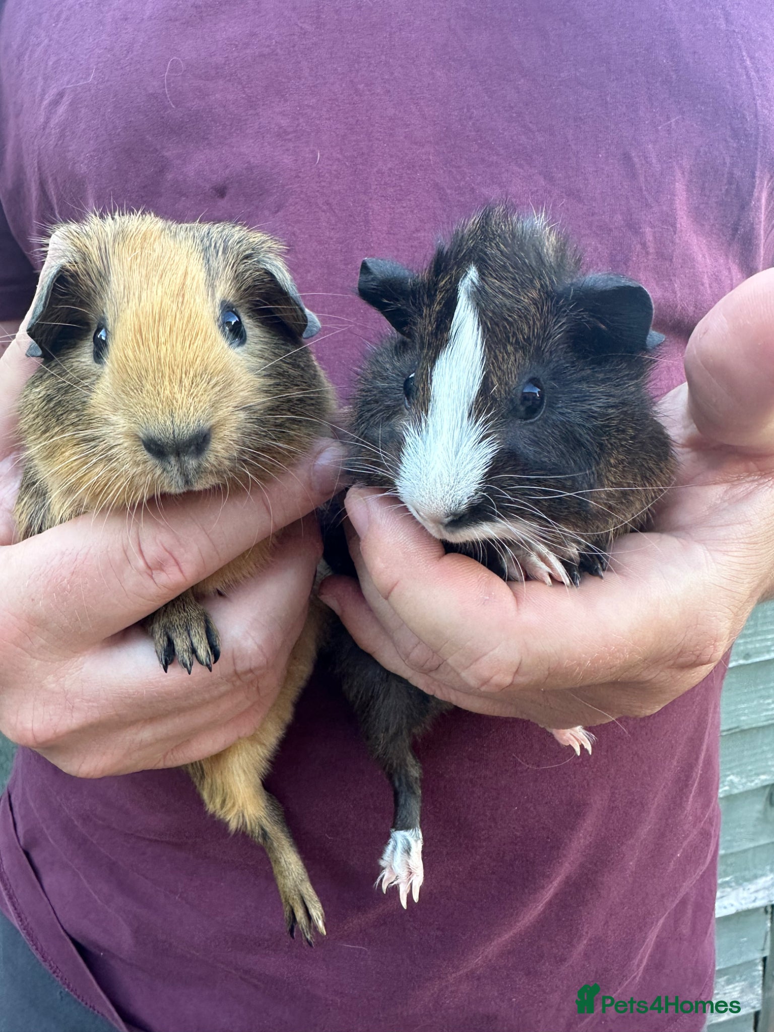 Guinea Pig rodents for sale: Pair of male baby piglets seeking forever homes - Advert 8