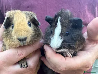 Guinea Pig rodents 2 pairs of male baby piglets seeking forever homes - Advert 5