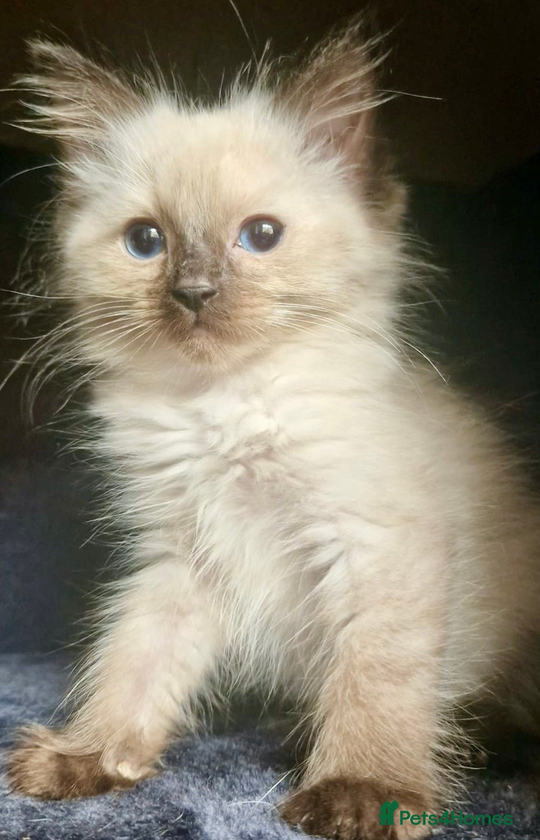 Ragdoll cats for sale:  FIFe Registered Ragdoll Kittens Champion Line - Image 29