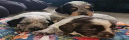 Cocker Spaniel dogs for sale: Roan working cocker spaniel pups in Liskeard - Advert 5