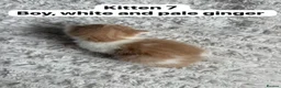 Mixed Breed cats for sale:  9 gorgeous kittens.  - Advert 16