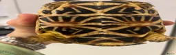 Tortoise reptiles for sale: Three Indian Star Tortoise  in Taunton - Advert 6