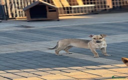 Mixed Breed dogs for adoption: Little Hugo looking for LOVE  - Image 12