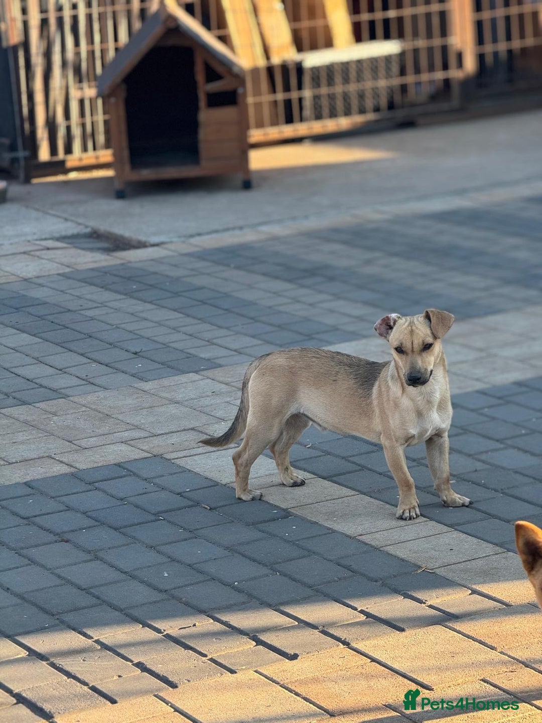 Mixed Breed dogs for adoption: Little Hugo looking for LOVE  - Image 12