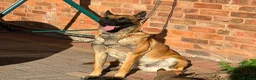 Belgian Shepherd Dog dogs for sale: BELGIAN MALINOIS PUPPIES – READY NOW! Birmingham - Advert 7